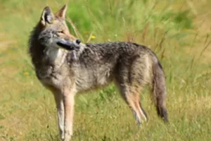 Image for Canis latrans