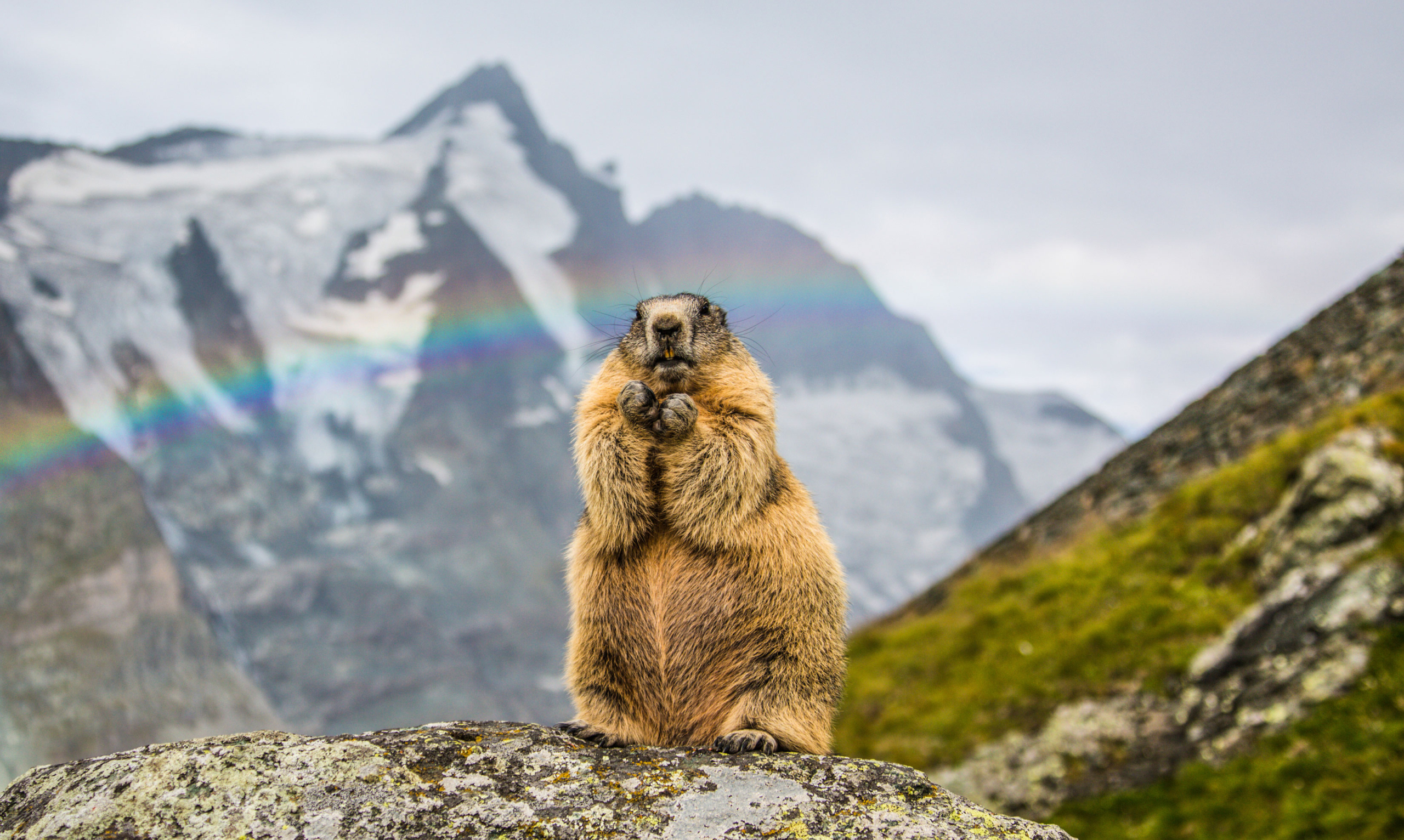 Marmot on the Mountains With a Rainbow