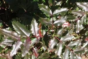 Image for Berberis aquifolium