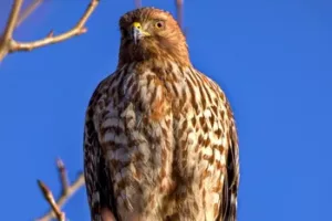 Image for Buteo lineatus