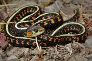 Image for Thamnophis sirtalis