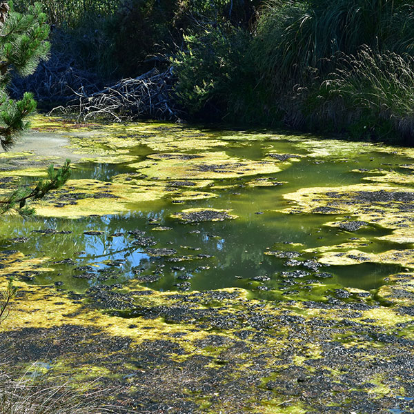 Algae on Top of a Pond
