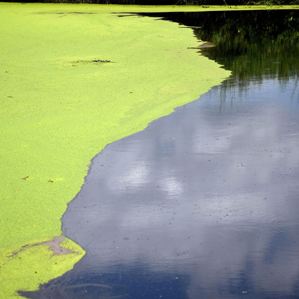 Algae on a Pond