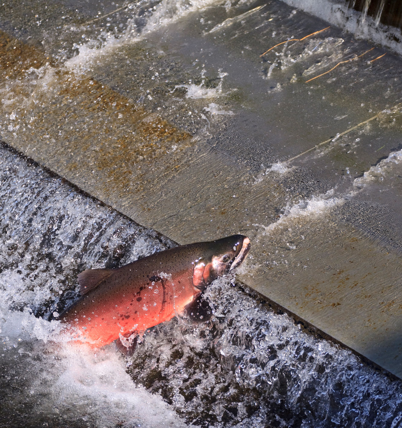 salmon dam