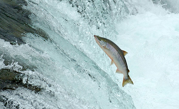Salmon Leaping From the Water