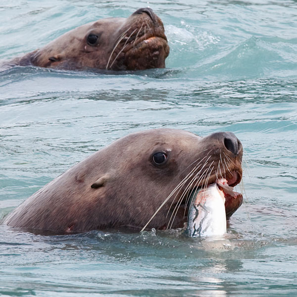 Sea Lions Eating Fish