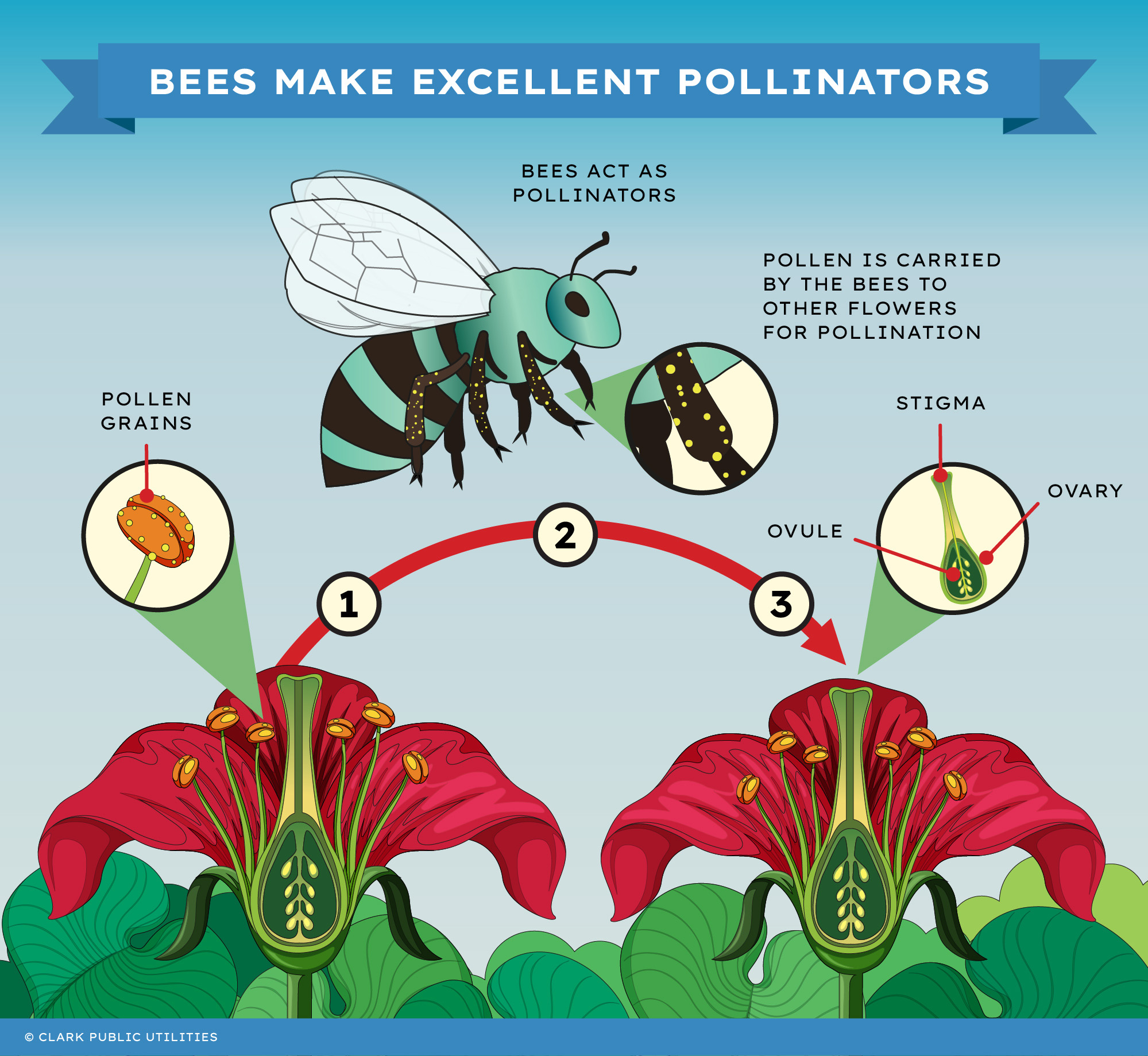 Native Bee Pollination Infographic