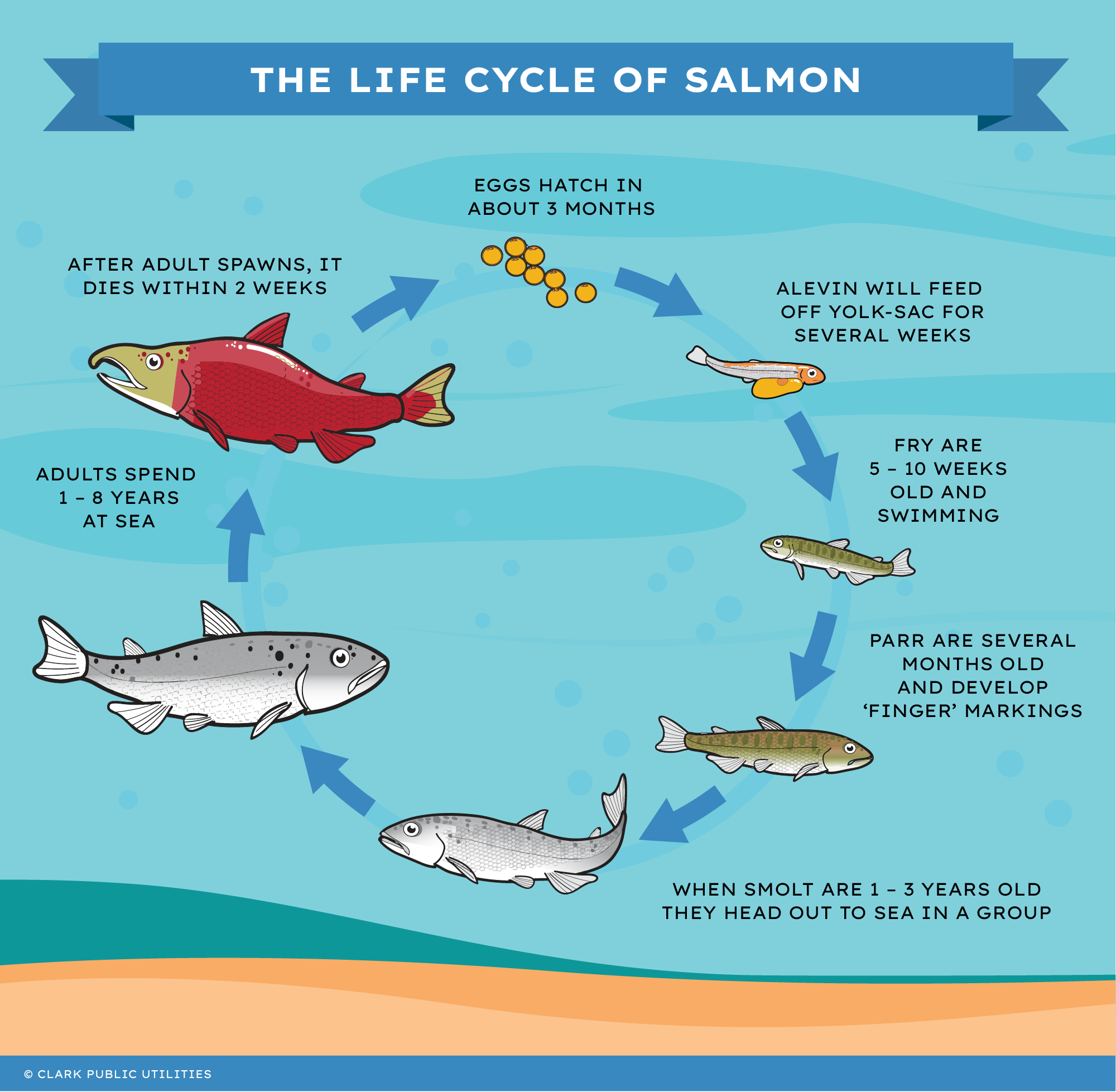 Salmon Life Cycle Infographic