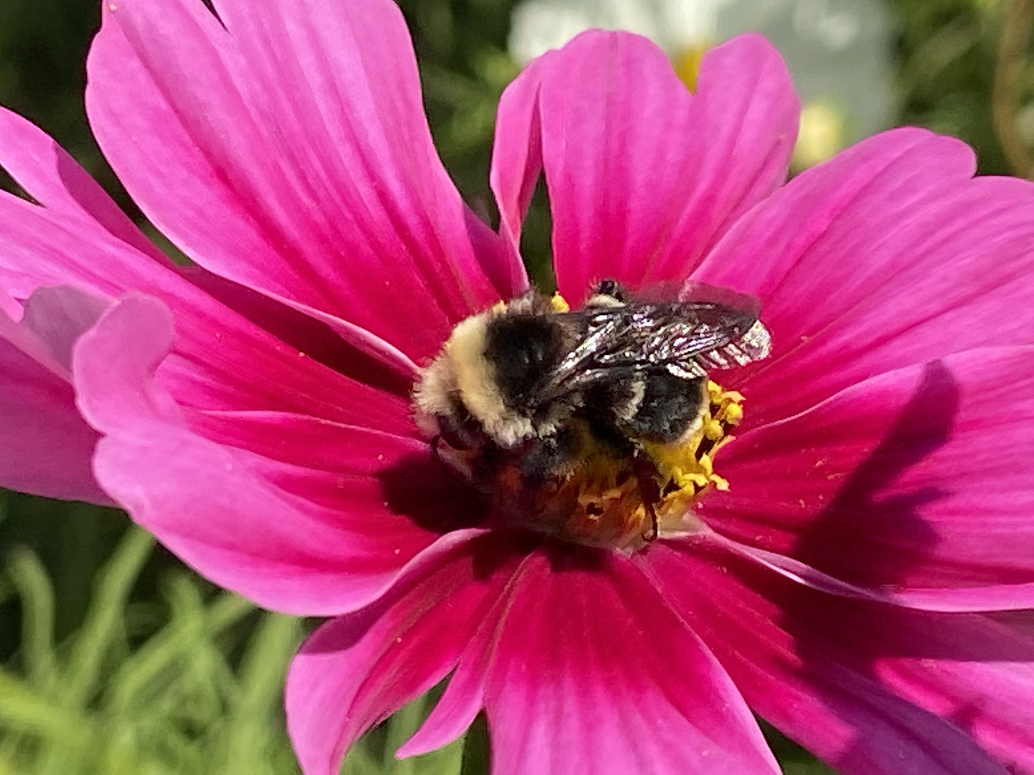 bumble Bee Pollinating A Flower