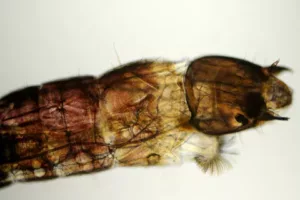 Image for Chironomidae