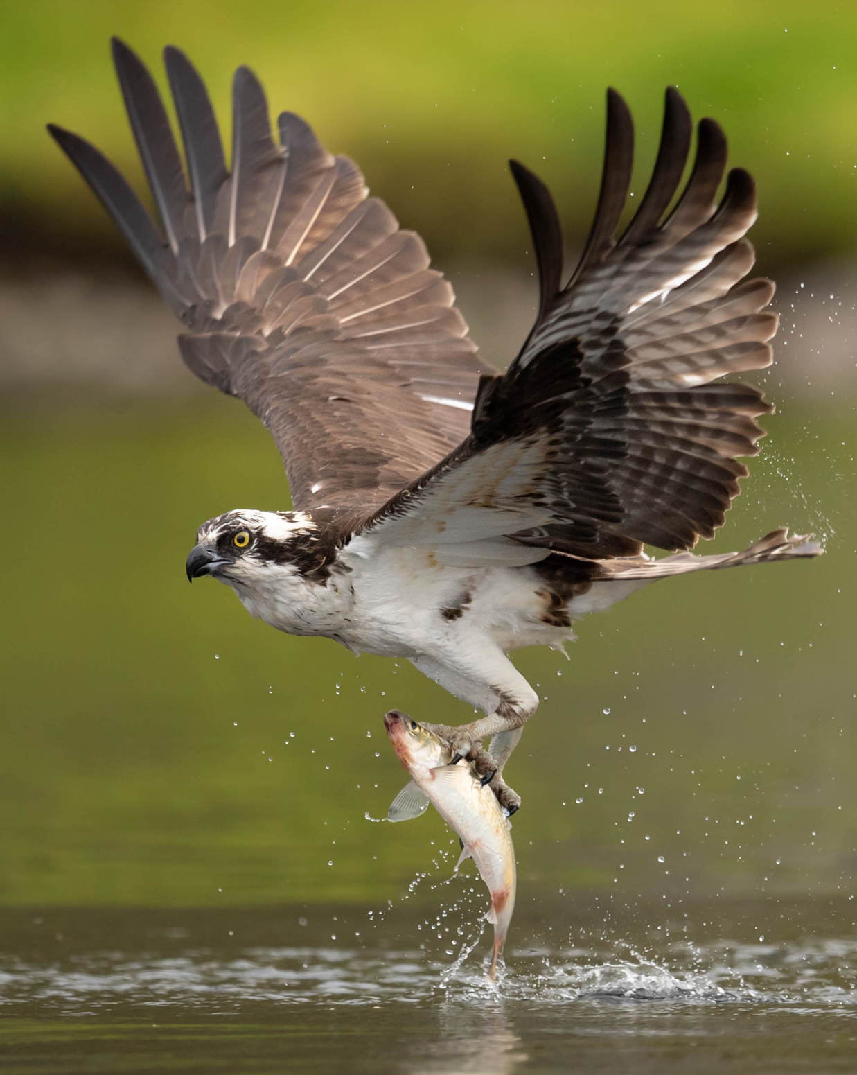 Osprey Catching a Fish In Washington