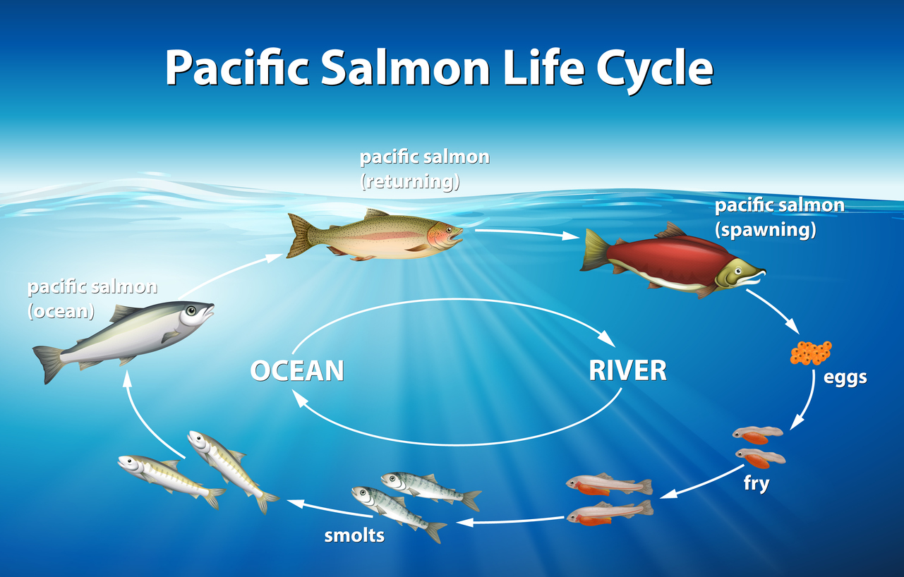 Salmon Coloring Phases